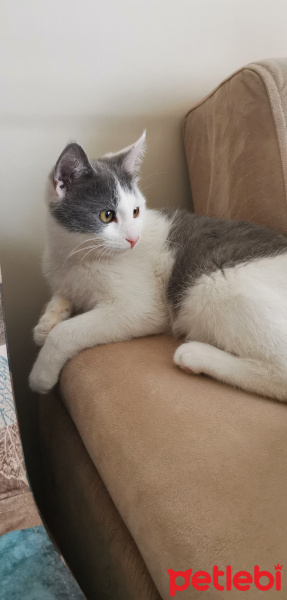 Tekir Kedi, Kedi  Odin fotoğrafı