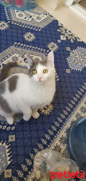Tekir Kedi, Kedi  Odin fotoğrafı