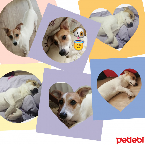 Jack Russell Terrier, Köpek  Kaju fotoğrafı