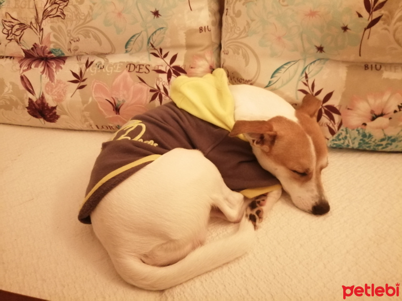 Jack Russell Terrier, Köpek  Kaju fotoğrafı