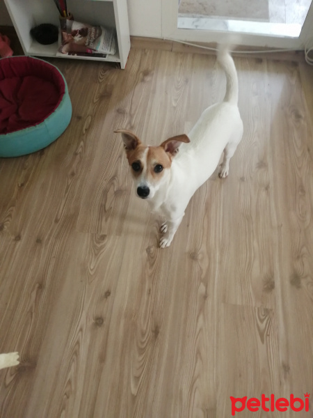 Jack Russell Terrier, Köpek  Kaju fotoğrafı