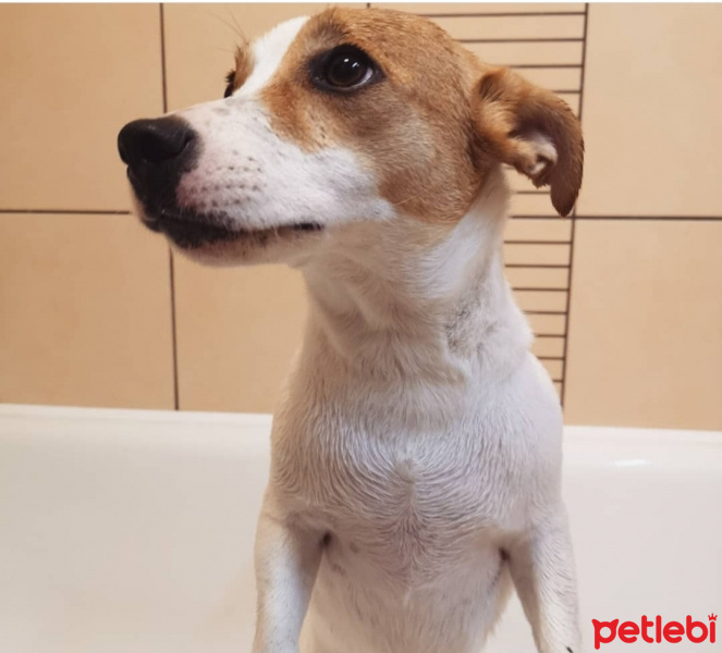 Jack Russell Terrier, Köpek  Kaju fotoğrafı