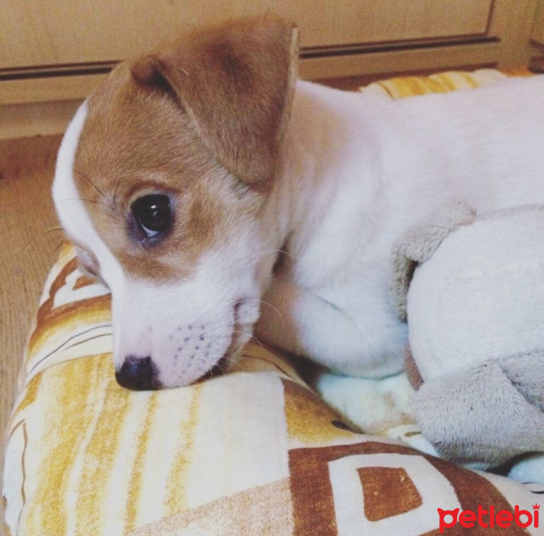Jack Russell Terrier, Köpek  Kaju fotoğrafı