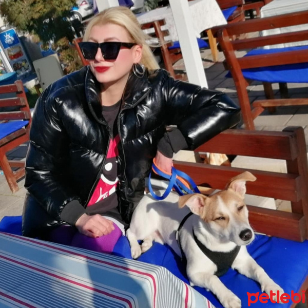 Jack Russell Terrier, Köpek  Kaju fotoğrafı