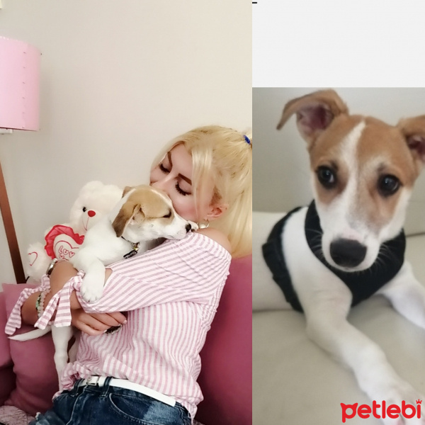 Jack Russell Terrier, Köpek  Kaju fotoğrafı