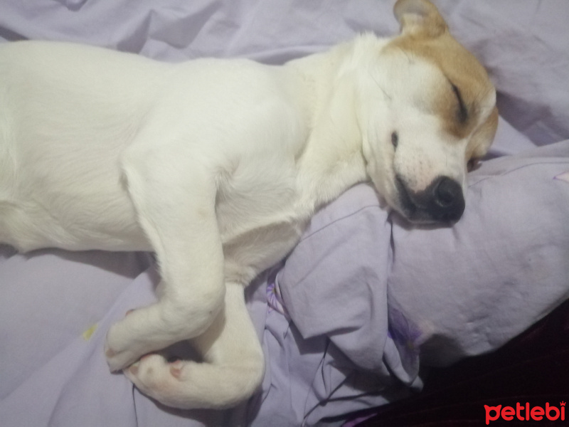 Jack Russell Terrier, Köpek  Kaju fotoğrafı