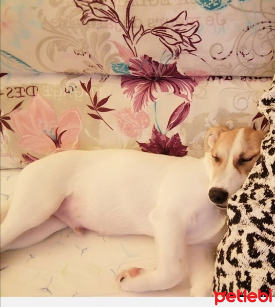 Jack Russell Terrier, Köpek  Kaju fotoğrafı