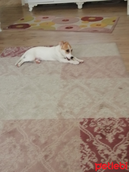 Jack Russell Terrier, Köpek  Kaju fotoğrafı
