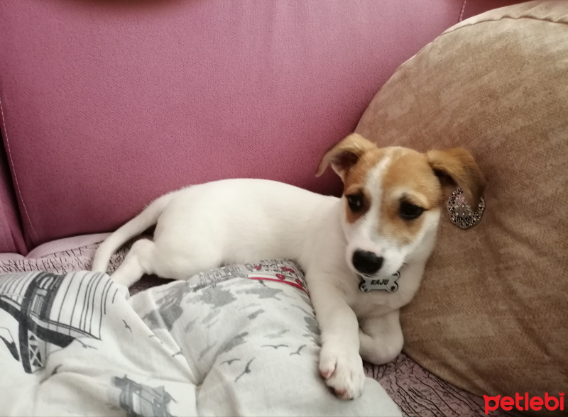 Jack Russell Terrier, Köpek  Kaju fotoğrafı