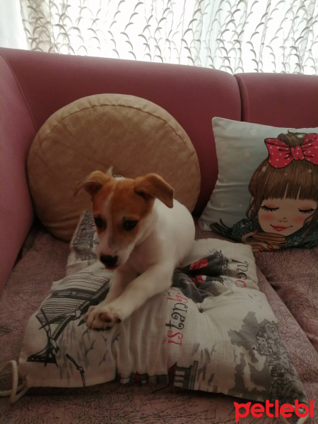 Jack Russell Terrier, Köpek  Kaju fotoğrafı