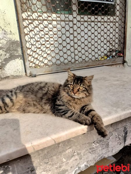 Tekir Kedi, Kedi  Badem fotoğrafı