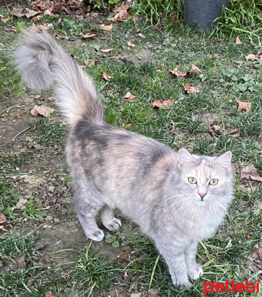 Soke, Kedi  Sincap fotoğrafı