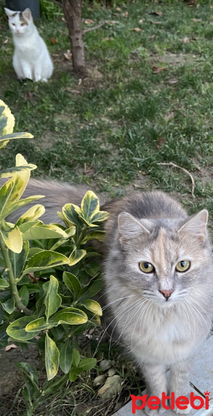 Soke, Kedi  Sincap fotoğrafı