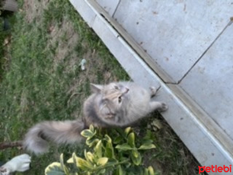 Soke, Kedi  Sincap fotoğrafı