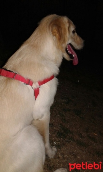 Golden Retriever, Köpek  Lusi fotoğrafı