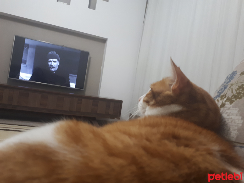 Tekir Kedi, Kedi  Huysuz fotoğrafı