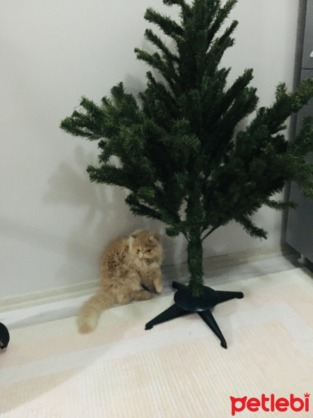 İran Kedisi (Persian), Kedi  Booby fotoğrafı