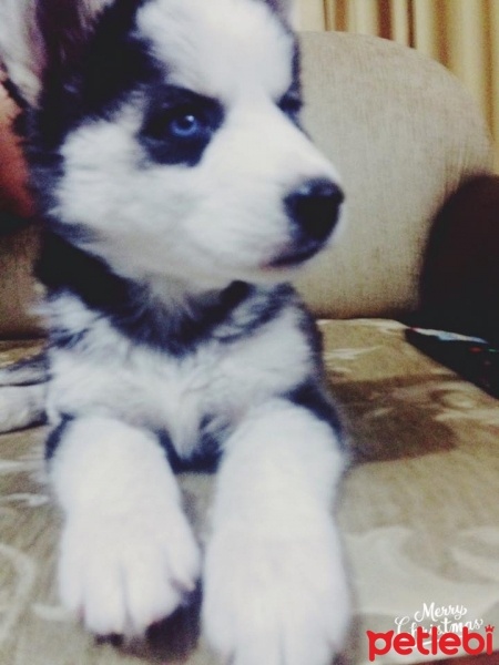 Sibirya Kurdu (Husky), Köpek  paşa fotoğrafı