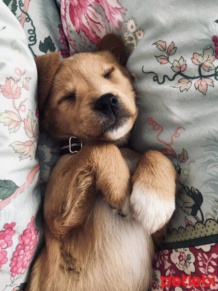 Amerikan Cocker Spaniel, Köpek  Coco fotoğrafı