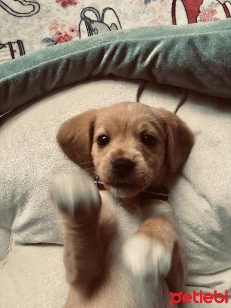 Amerikan Cocker Spaniel, Köpek  Coco fotoğrafı