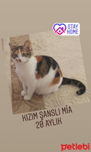 Tekir Kedi, Kedi  Şanslı Mia fotoğrafı