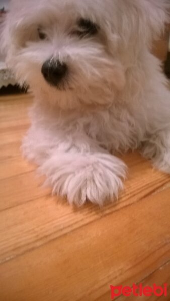 Maltese, Köpek  Pascal fotoğrafı