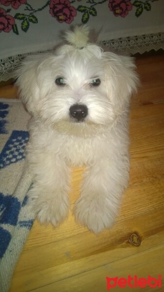 Maltese, Köpek  Pascal fotoğrafı