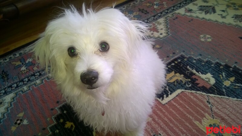 Maltese, Köpek  Pascal fotoğrafı