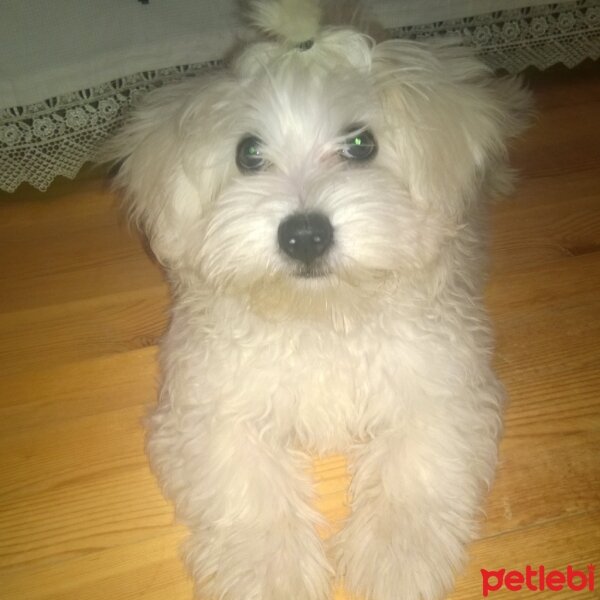 Maltese, Köpek  Pascal fotoğrafı