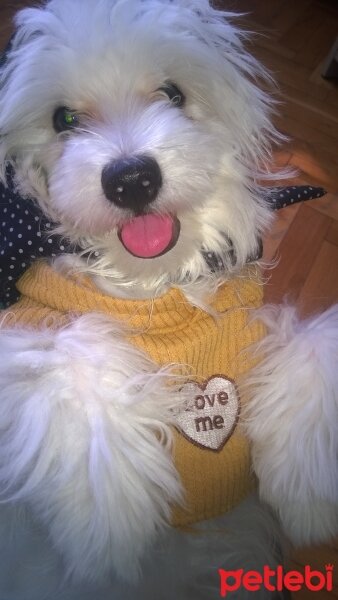 Maltese, Köpek  Pascal fotoğrafı