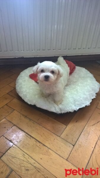 Maltese, Köpek  Pascal fotoğrafı