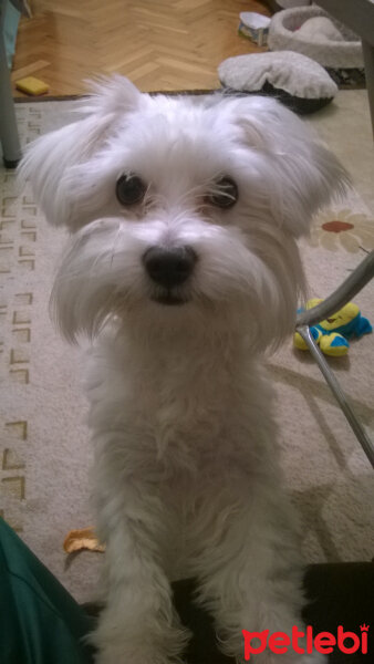 Maltese, Köpek  Pascal fotoğrafı