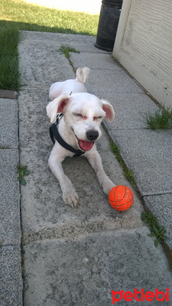 Maltese, Köpek  Pascal fotoğrafı