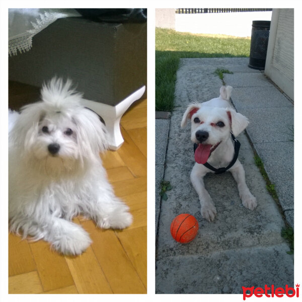 Maltese, Köpek  Pascal fotoğrafı