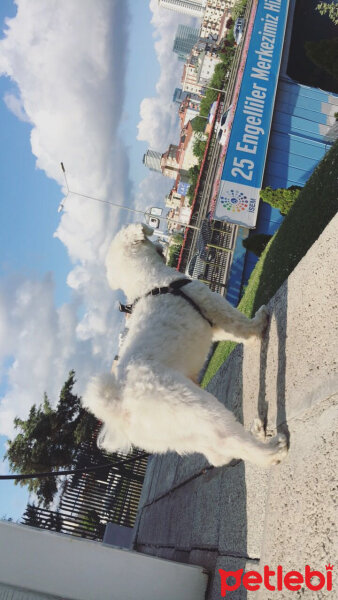 Maltese, Köpek  Pascal fotoğrafı