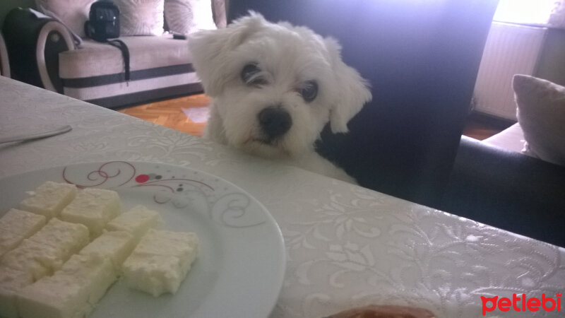 Maltese, Köpek  Pascal fotoğrafı