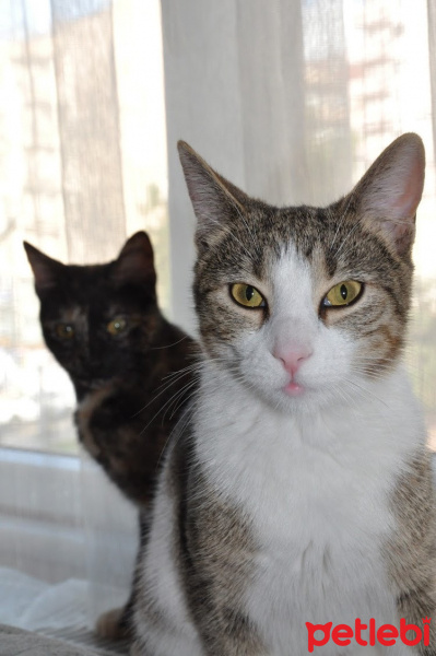 Tekir Kedi, Kedi  karan ve tina fotoğrafı