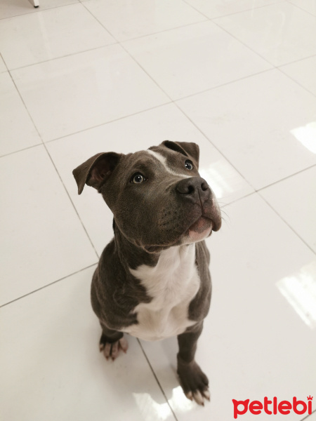 Amerikan Staffordshire Terrier, Köpek  zeus fotoğrafı