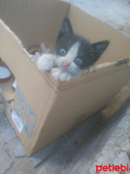 Tekir Kedi, Kedi  minnoş fotoğrafı