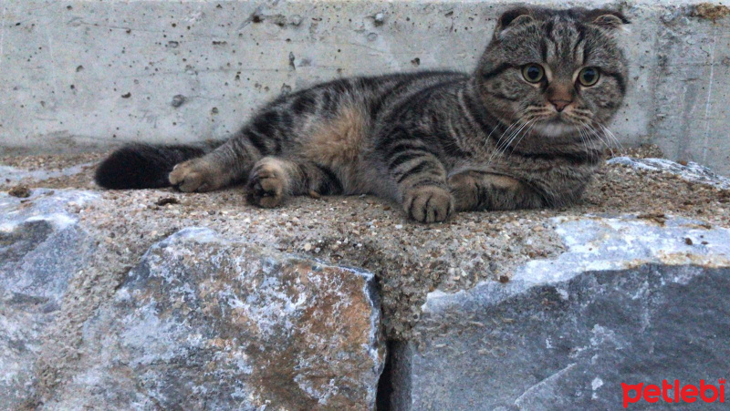 Scottish Fold, Kedi  Ceku fotoğrafı
