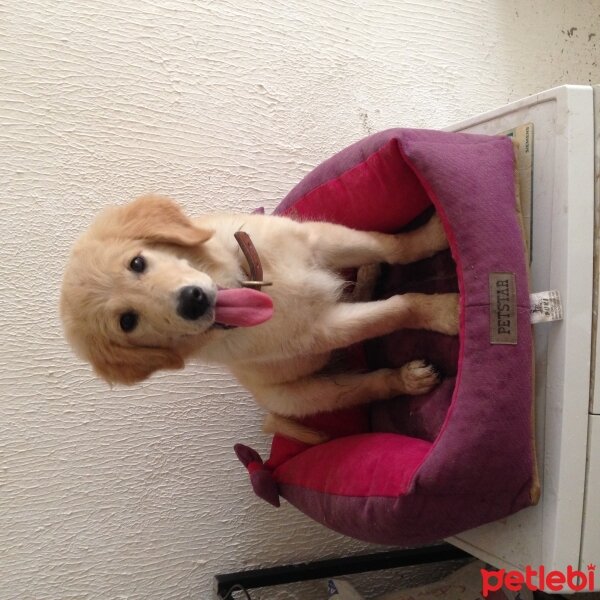 Golden Retriever, Köpek  mavi fotoğrafı