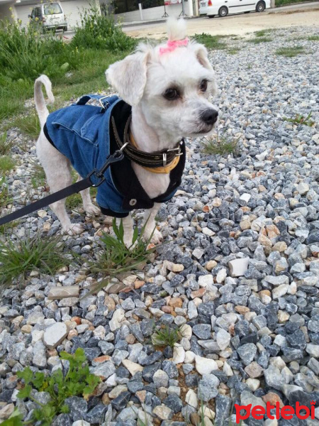 Maltese, Köpek  Sena fotoğrafı