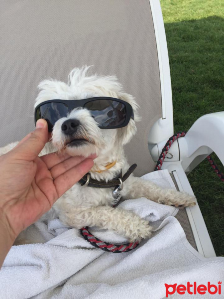 Maltese, Köpek  Sena fotoğrafı