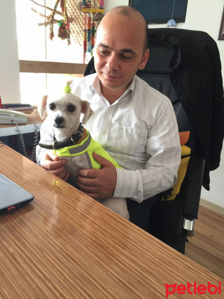 Maltese, Köpek  Sena fotoğrafı