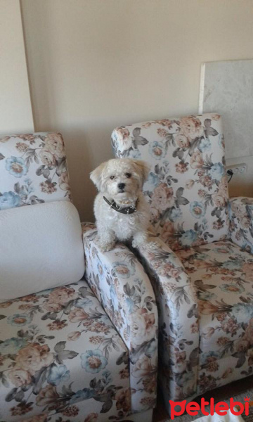 Maltese, Köpek  Sena fotoğrafı