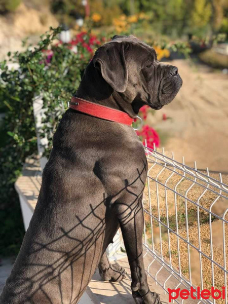 Cane Corso Italiano, Köpek  Asya fotoğrafı