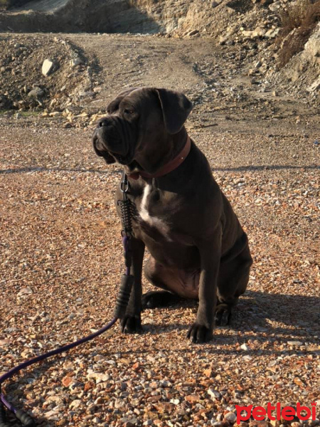 Cane Corso Italiano, Köpek  Asya fotoğrafı
