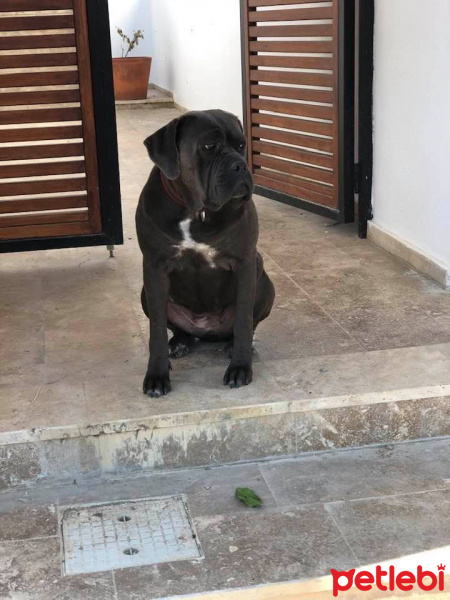 Cane Corso Italiano, Köpek  Asya fotoğrafı