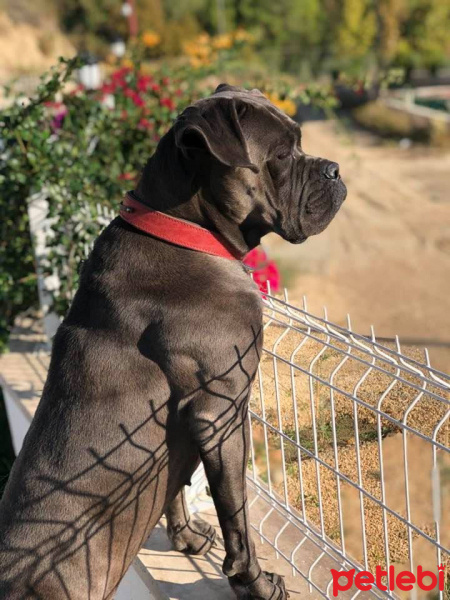 Cane Corso Italiano, Köpek  Asya fotoğrafı