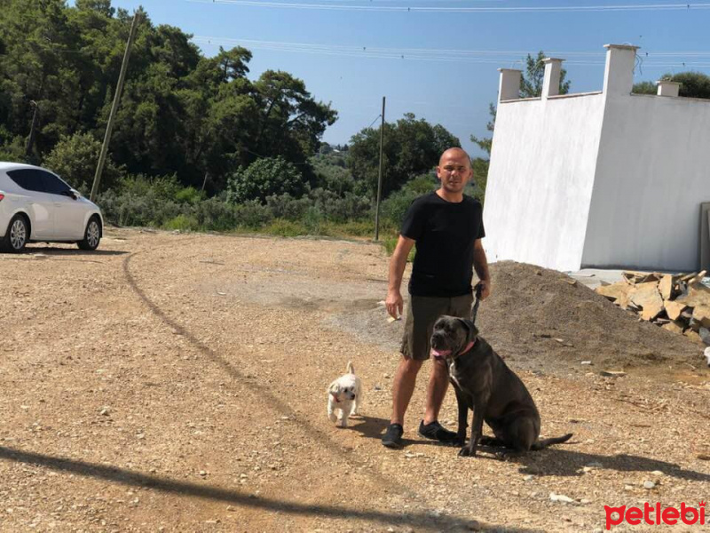 Cane Corso Italiano, Köpek  Asya fotoğrafı